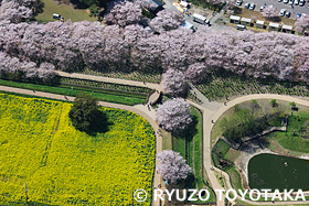 権現堂桜堤　　埼玉県　4月