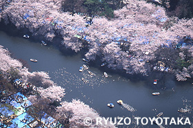 井の頭公園 東京都 4月