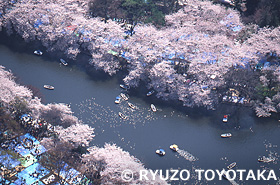 井の頭公園　東京都　4月