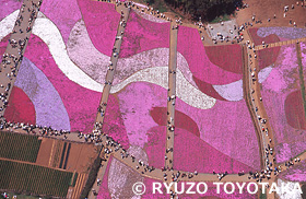 シバザクラ 羊山公園 埼玉県 5月