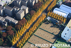 外苑いちょう並木 東京都 11月