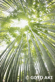 報国寺　竹林　神奈川県