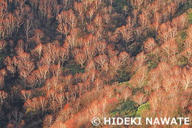 白神山地　秋田県