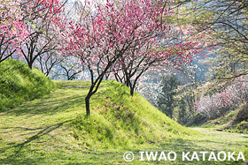 花桃の里　長野県