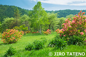 チャツボミゴケ公園　群馬県