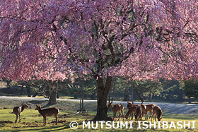 奈良公園　奈良県