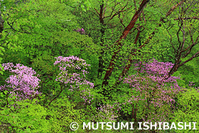 那須高原　栃木県