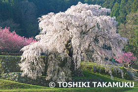 又兵衛桜