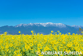 比良山　ナノハナ　滋賀県