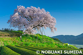 百年桜と茶畑　佐賀県