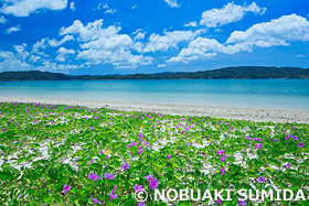 奄美大島　ハマヒルガオ　鹿児島県