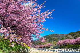 河津桜　静岡県