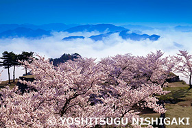 桜　竹田城跡　兵庫県