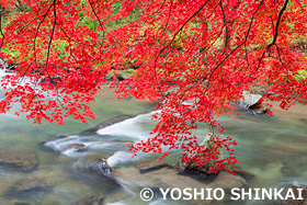 鮫川の紅葉　福島県