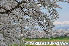 白石川堤一目千本桜　宮城県