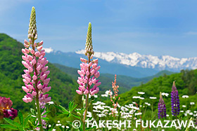 ルピナスと白馬連峰　長野県