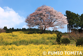 馬場の山桜　佐賀県