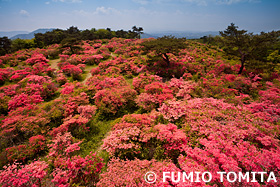 高柴山のツツジ 福島県
