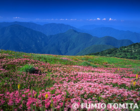 伊吹山シモツケソウ　滋賀県