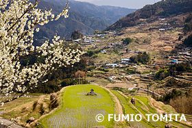 梅の花咲く八畝の棚田　高知県