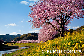 みなみの桜と菜の花　静岡県