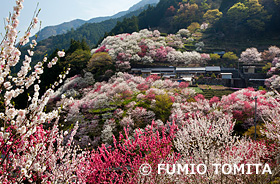 上久喜の花桃　高知県