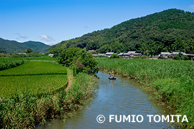 夏の近江八幡水郷　滋賀県