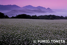 朝焼けのたかつえ高原　そばの花畑　福島県