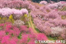 花見山　福島県