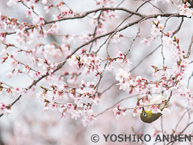 桜にメジロ　富山県