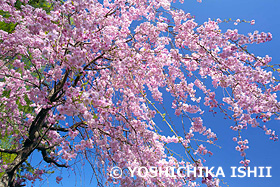 シダレザクラ　白幡池公園　神奈川県