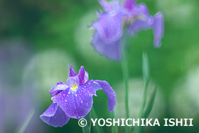 ショウブ　薬師池公園　東京都