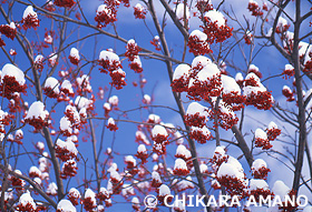 雪帽子のナナカマド　長野県　1月