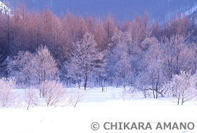 霧氷林　裏磐梯　福島県　2月