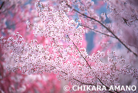 桜　福島県　4月