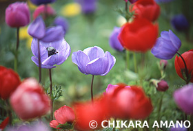 アネモネ　東京都　4月