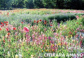 花畑　東京都　5月