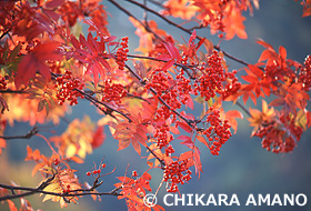 ナナカマド　裏磐梯　福島県　10月