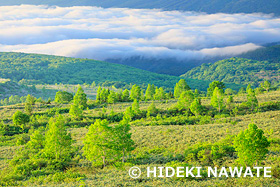 朝日に照らされた八幡平と雲海　岩手県　6月