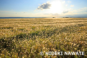 野付半島のススキ　北海道　10月