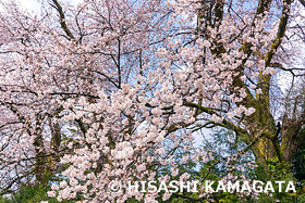 桜　新潟県　4月