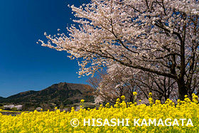 桜　ナノハナ　上堰潟公園　新潟県　4月