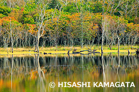 野付半島　ナラワラ　北海道　10月