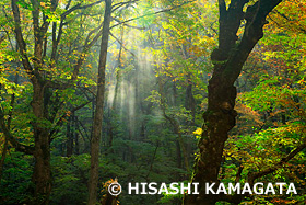 奥入瀬渓流　阿修羅の流れ　青森県　10月
