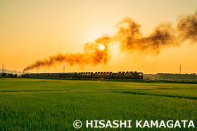 ばんえつ物語　　C57SL蒸気機関車　磐越西線　田んぼ　夕日　新潟県　8月