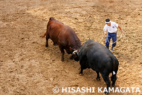 牛の角突き　闘牛　山古志闘牛場　国指定重要無形民俗文化財　新潟県　9月