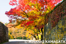 会津鶴ヶ城　若松城　城壁　紅葉　福島県　11月