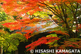 紅葉 中尊寺　岩手県　11月