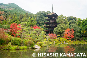 五重塔  瑠璃光寺        　山口県　11月