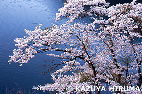 山桜と湖　奥多摩湖周辺　東京都　4月